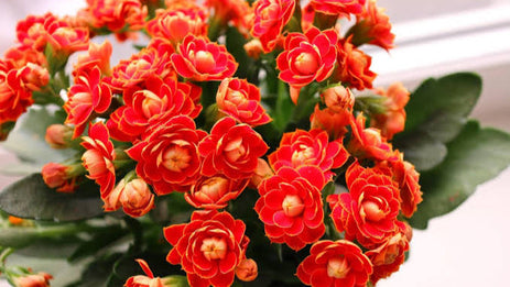 Resilience and Benevolence: Kalanchoe’s Role in Modern Skincare